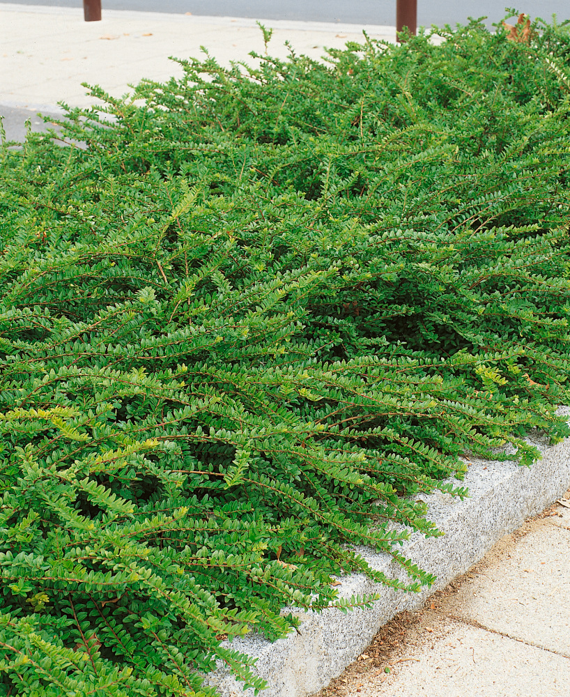 Lonicera pileata 'Mossgreen'